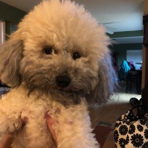 Meet your Posher, Deedee